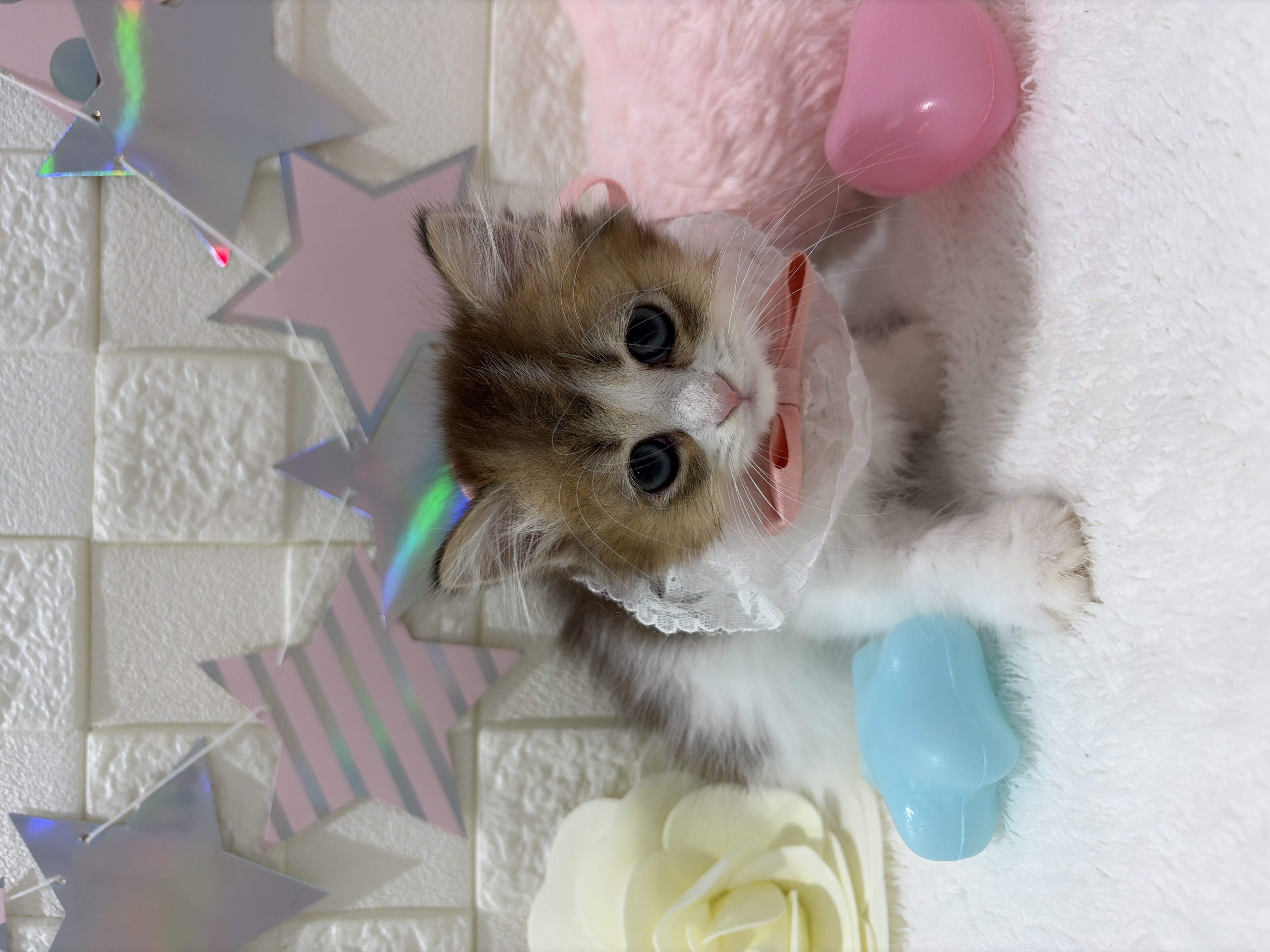 千葉県のマンチカン (センチュリーペット津田沼店/2026年3月7日生まれ/女の子/ブラックゴールデン＆ホワイト)の子猫の3枚目の画像