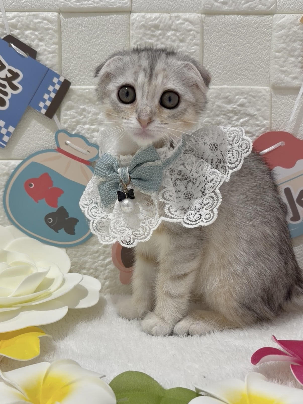 千葉県のスコティッシュフォールド (センチュリーペット津田沼店/2026年3月15日生まれ/女の子/シルバーパッチドタビー)の子猫の1枚目の画像