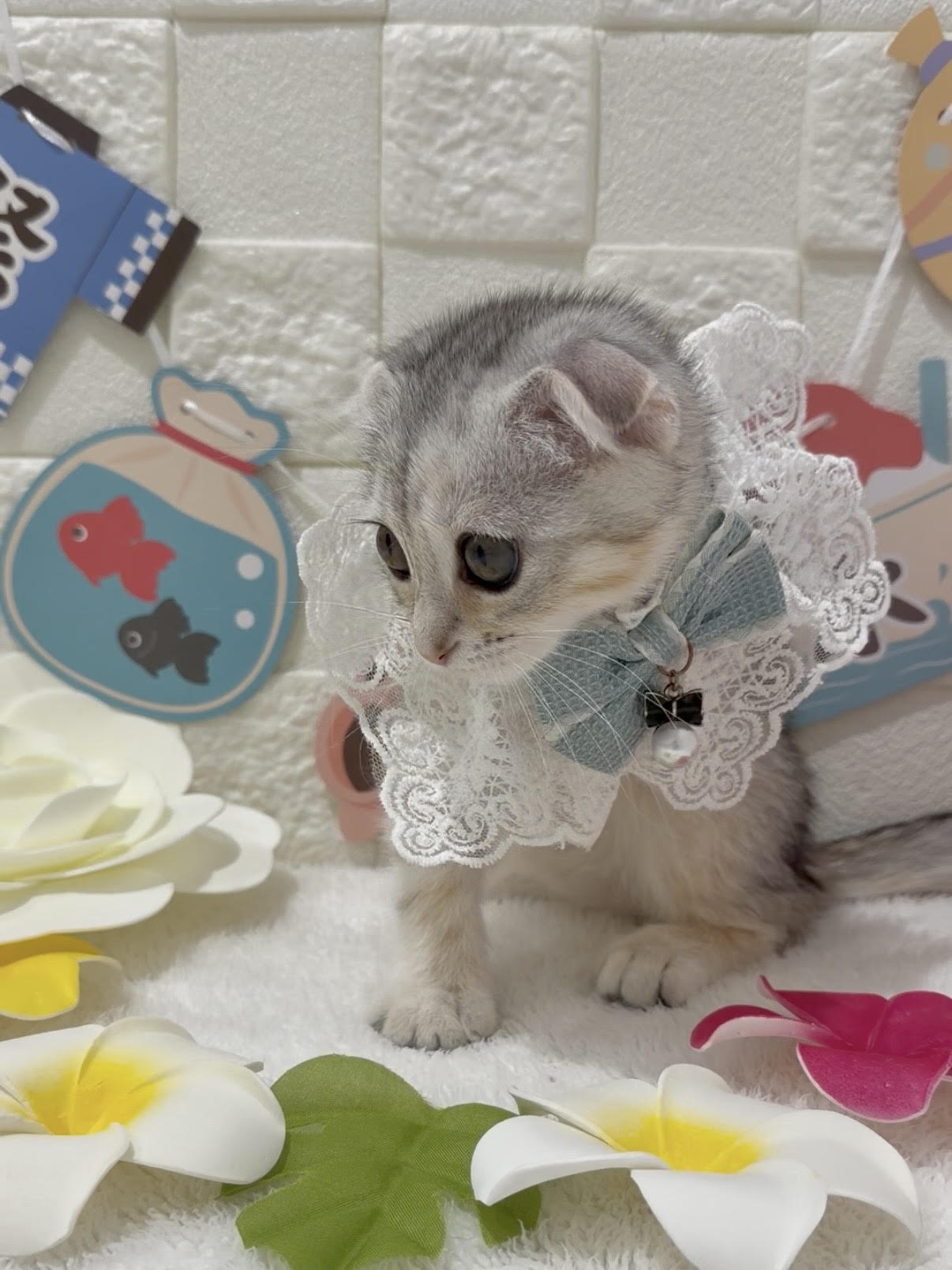 千葉県のスコティッシュフォールド (センチュリーペット津田沼店/2026年3月15日生まれ/女の子/シルバーパッチドタビー)の子猫の2枚目の画像