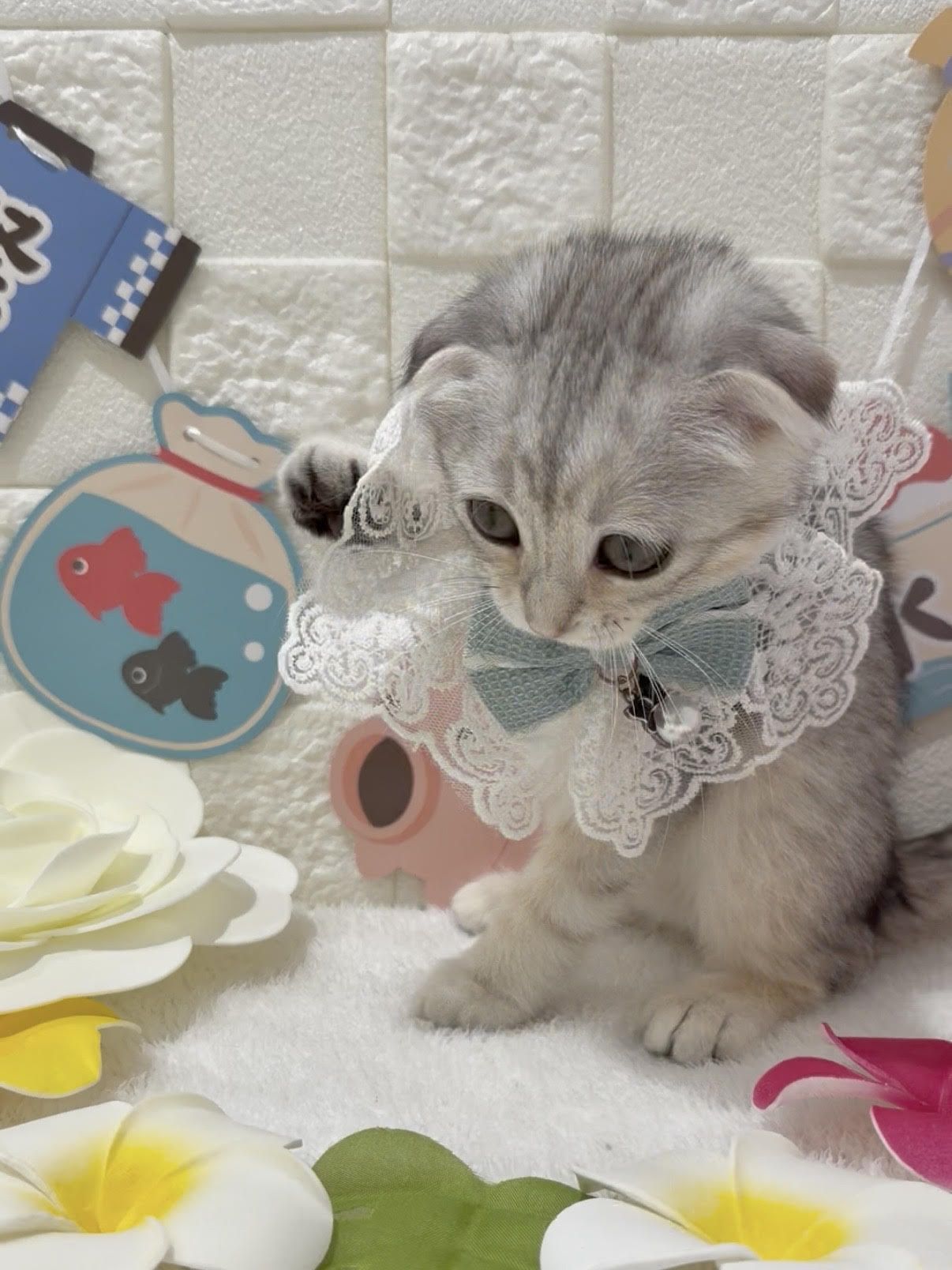 千葉県のスコティッシュフォールド (センチュリーペット津田沼店/2026年3月15日生まれ/女の子/シルバーパッチドタビー)の子猫の3枚目の画像