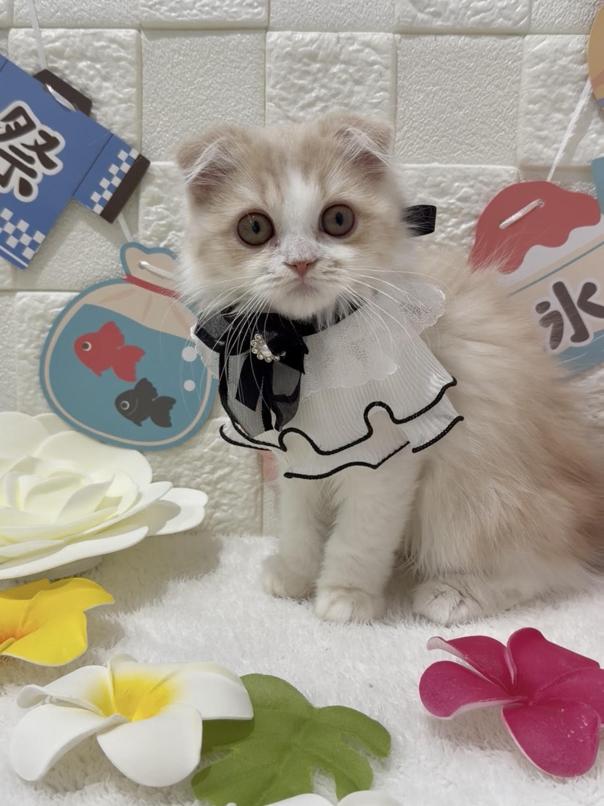 千葉県のスコティッシュフォールド (センチュリーペット津田沼店/2026年3月14日生まれ/女の子/レッドタビーホワイト)の子猫の1枚目の画像