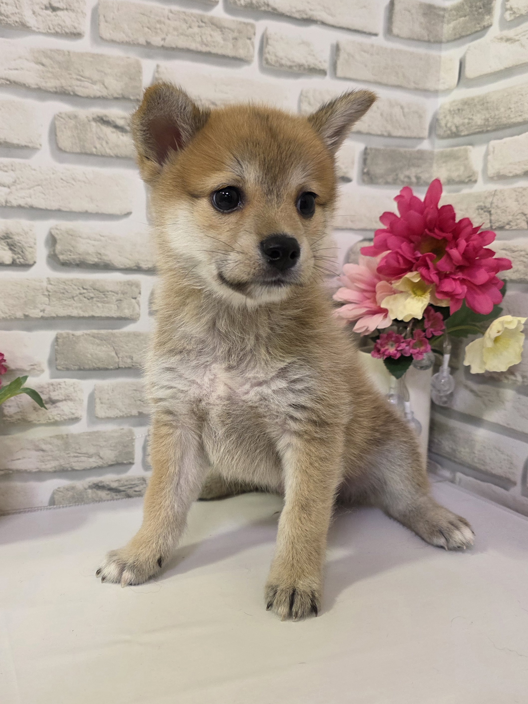 東京都のポメ柴/豆ポメ/ポメ豆柴(ポメラニアン×柴犬) (センチュリーペットイオン葛西店/2026年3月14日生まれ/男の子/その他色)の子犬の1枚目の画像