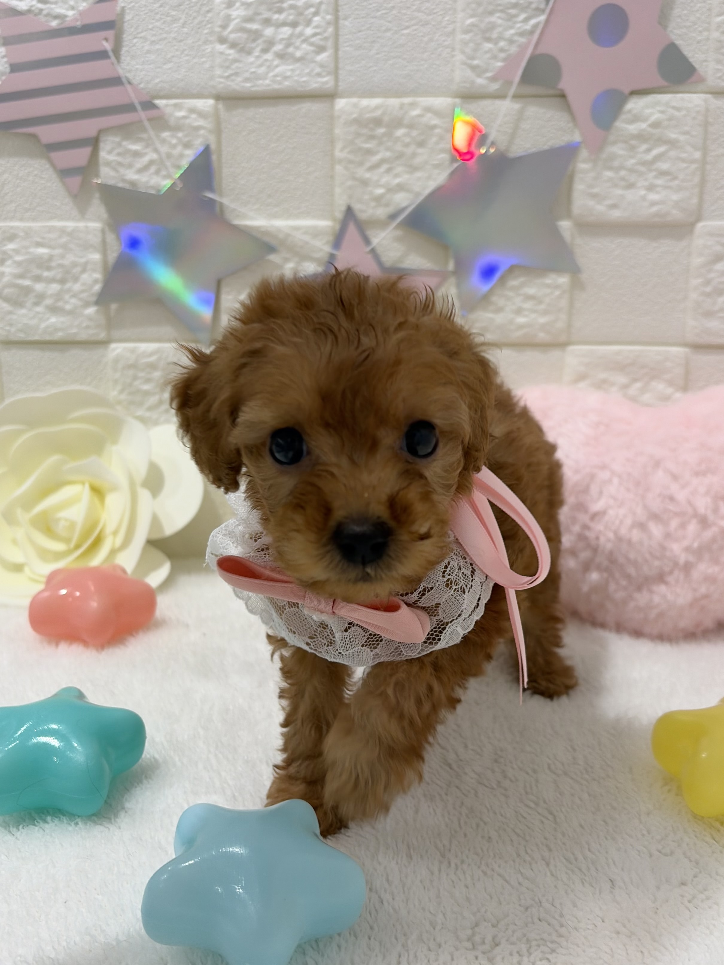 千葉県のトイプードル(トイ) (センチュリーペット津田沼店/2026年3月11日生まれ/女の子/アプリコット)の子犬の2枚目の画像