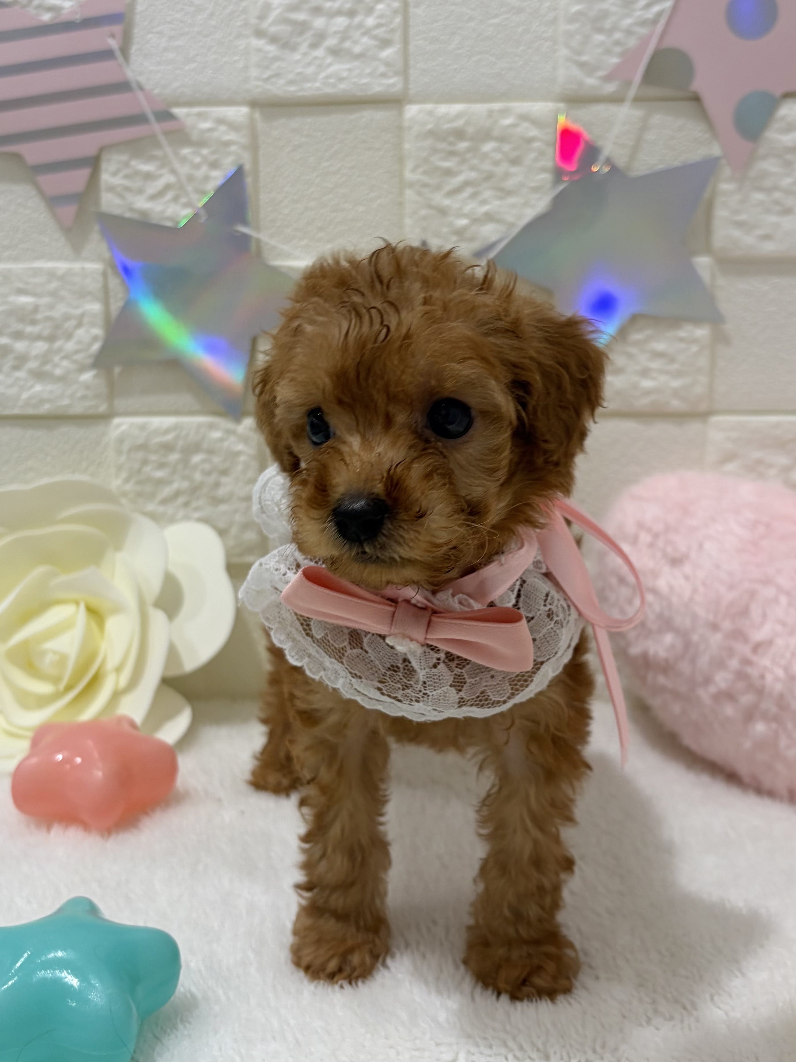 千葉県のトイプードル(トイ) (センチュリーペット津田沼店/2026年3月11日生まれ/女の子/アプリコット)の子犬の3枚目の画像