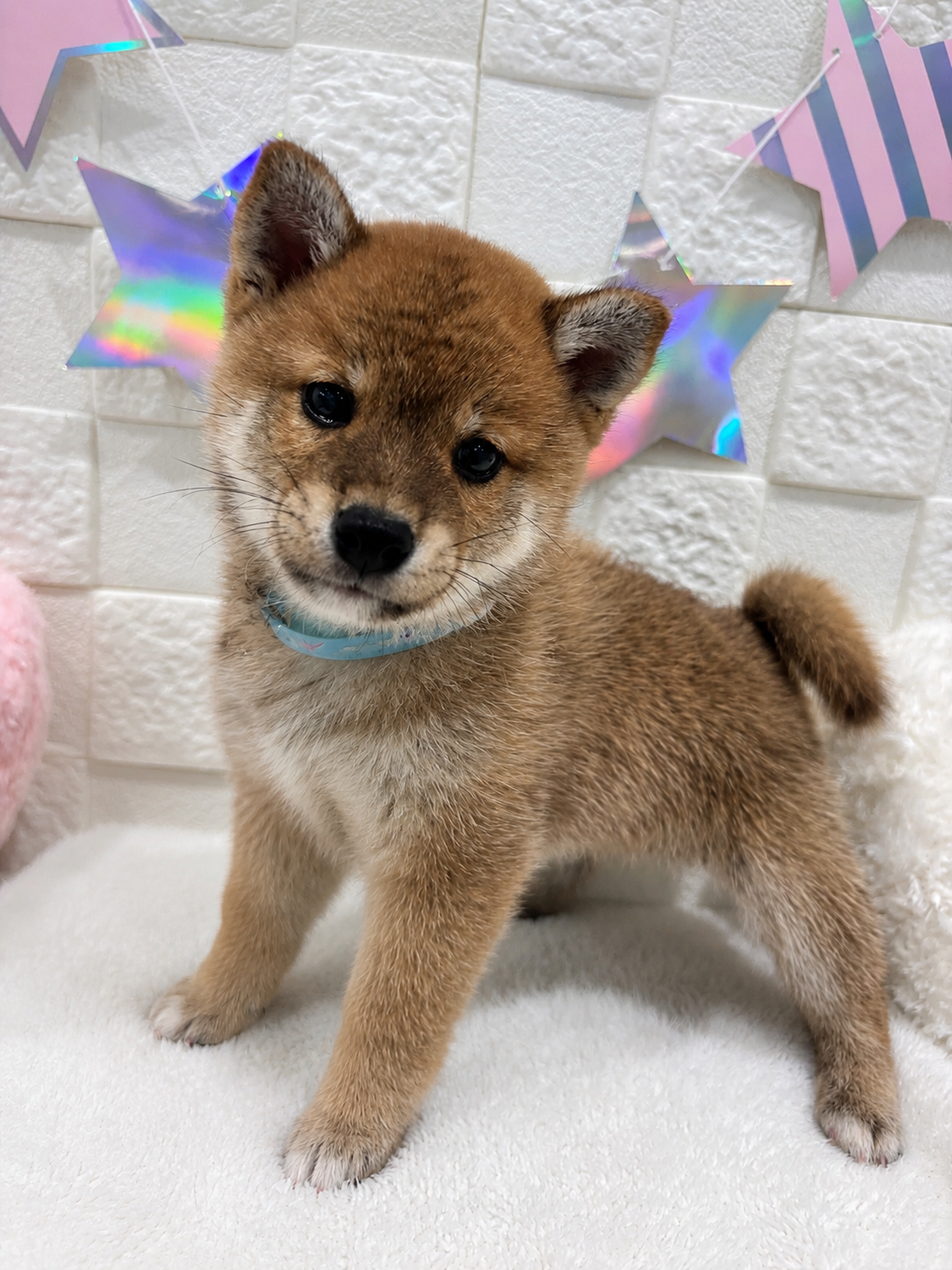 千葉県の豆柴 (センチュリーペット津田沼店/2026年3月18日生まれ/男の子/赤)の子犬の1枚目の画像