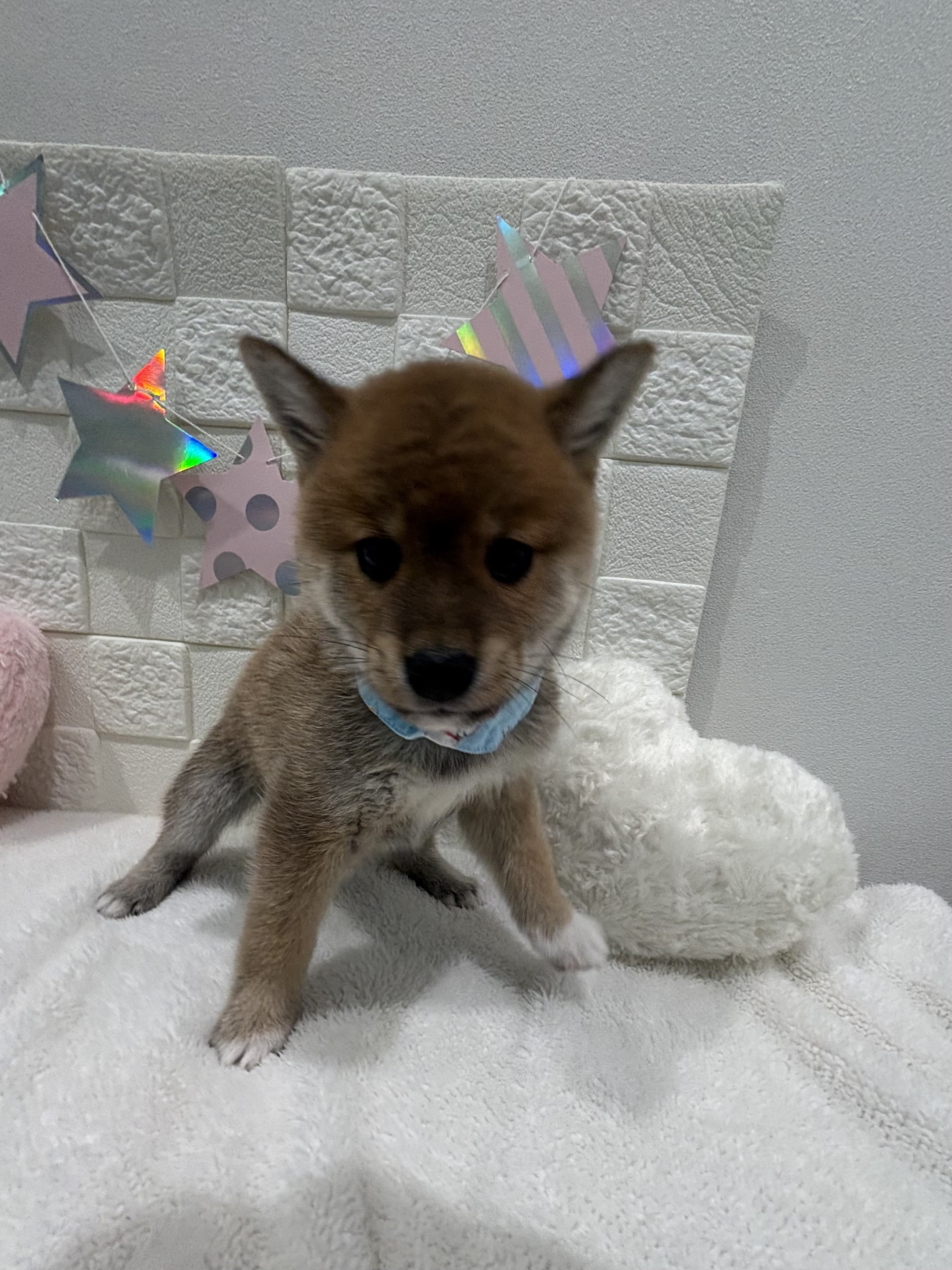 千葉県の豆柴 (センチュリーペット津田沼店/2026年3月18日生まれ/男の子/赤)の子犬の2枚目の画像