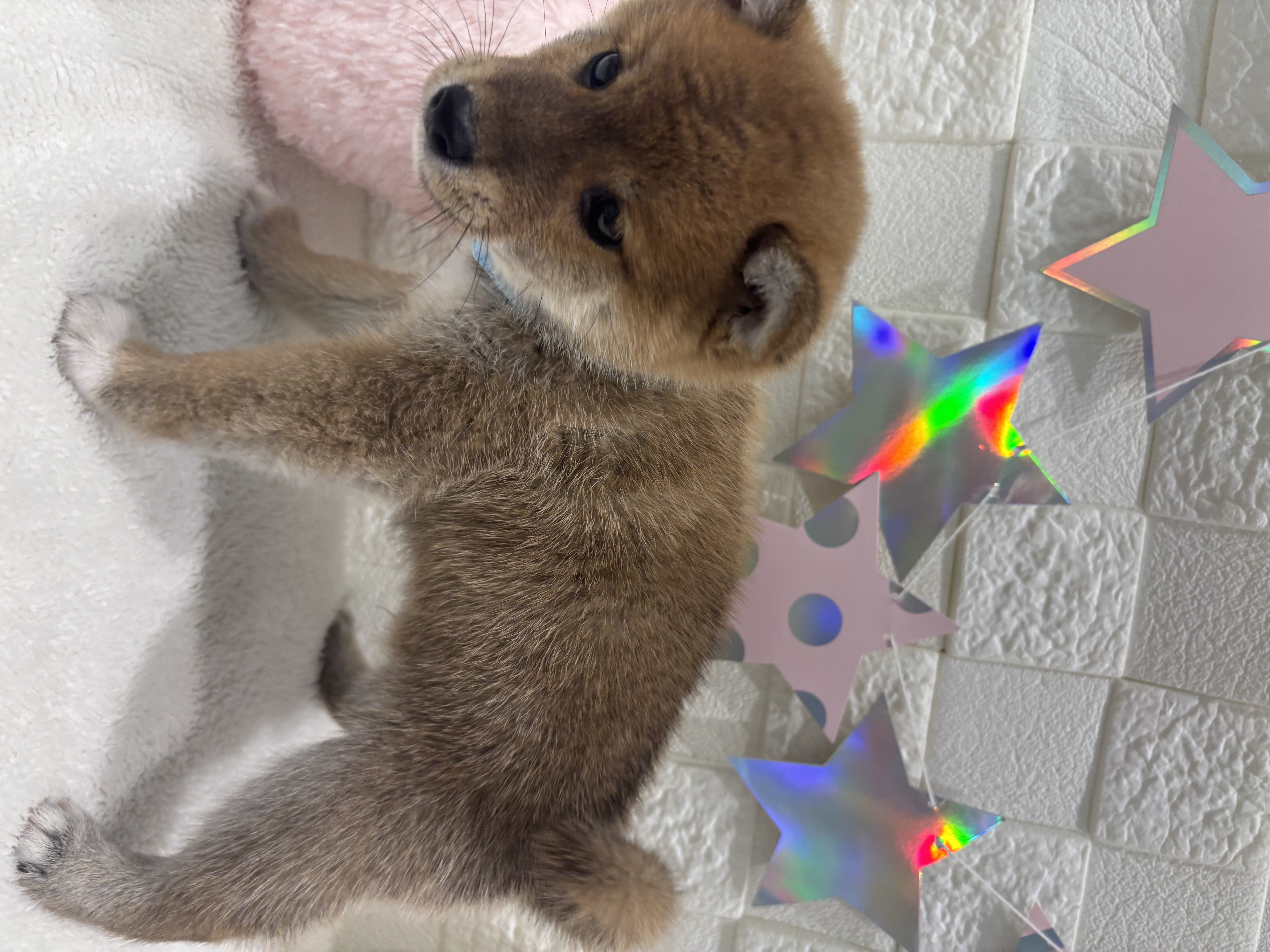 千葉県の豆柴 (センチュリーペット津田沼店/2026年3月18日生まれ/男の子/赤)の子犬の3枚目の画像
