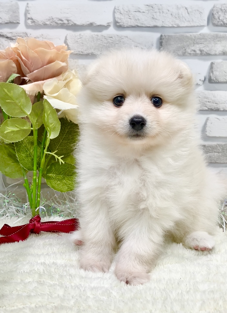東京都のポメラニアン (センチュリーペット瑞江店/2026年3月16日生まれ/男の子/クリーム)の子犬の1枚目の画像