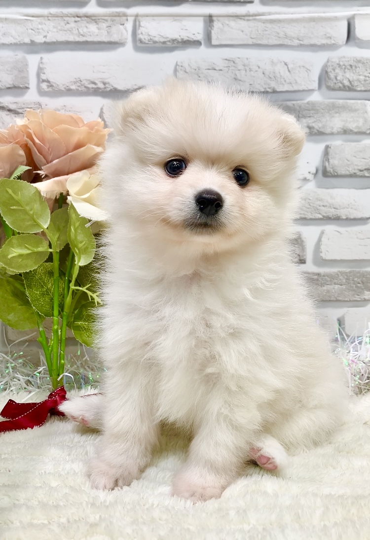 東京都のポメラニアン (センチュリーペット瑞江店/2026年3月16日生まれ/男の子/クリーム)の子犬の3枚目の画像