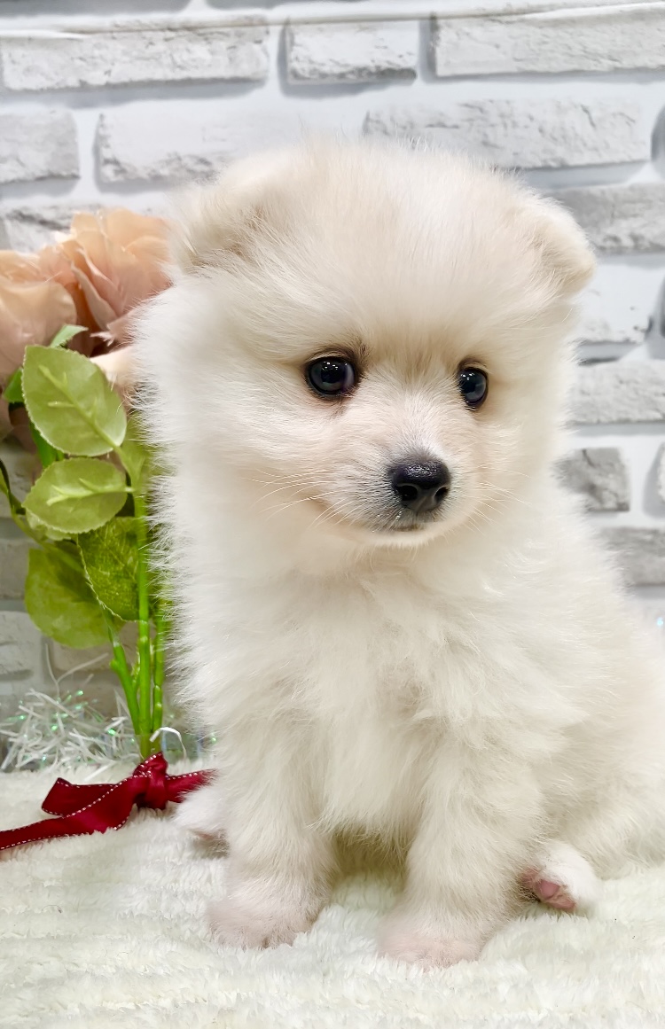東京都のポメラニアン (センチュリーペット瑞江店/2026年3月16日生まれ/男の子/クリーム)の子犬の4枚目の画像