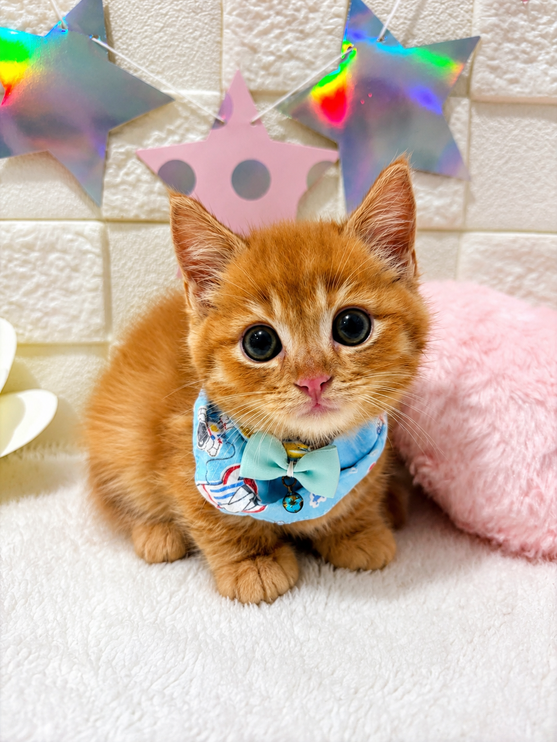 千葉県のマンチカン (センチュリーペット新浦安店/2026年3月22日生まれ/男の子/レッドタビー)の子猫の1枚目の画像
