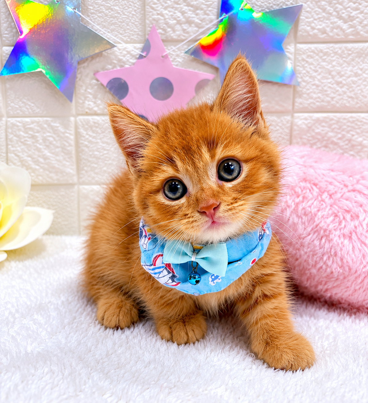 千葉県のマンチカン (センチュリーペット新浦安店/2026年3月22日生まれ/男の子/レッドタビー)の子猫の2枚目の画像