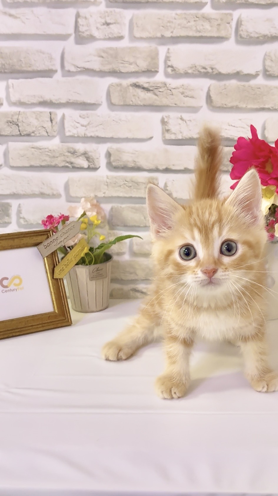 東京都のハーフ猫・ミックス猫 (センチュリーペットイオン葛西店/2026年3月13日生まれ/男の子/その他色)の子猫の1枚目の画像