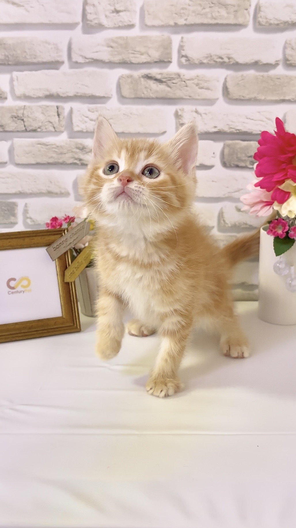 東京都のハーフ猫・ミックス猫 (センチュリーペットイオン葛西店/2026年3月13日生まれ/男の子/その他色)の子猫の2枚目の画像
