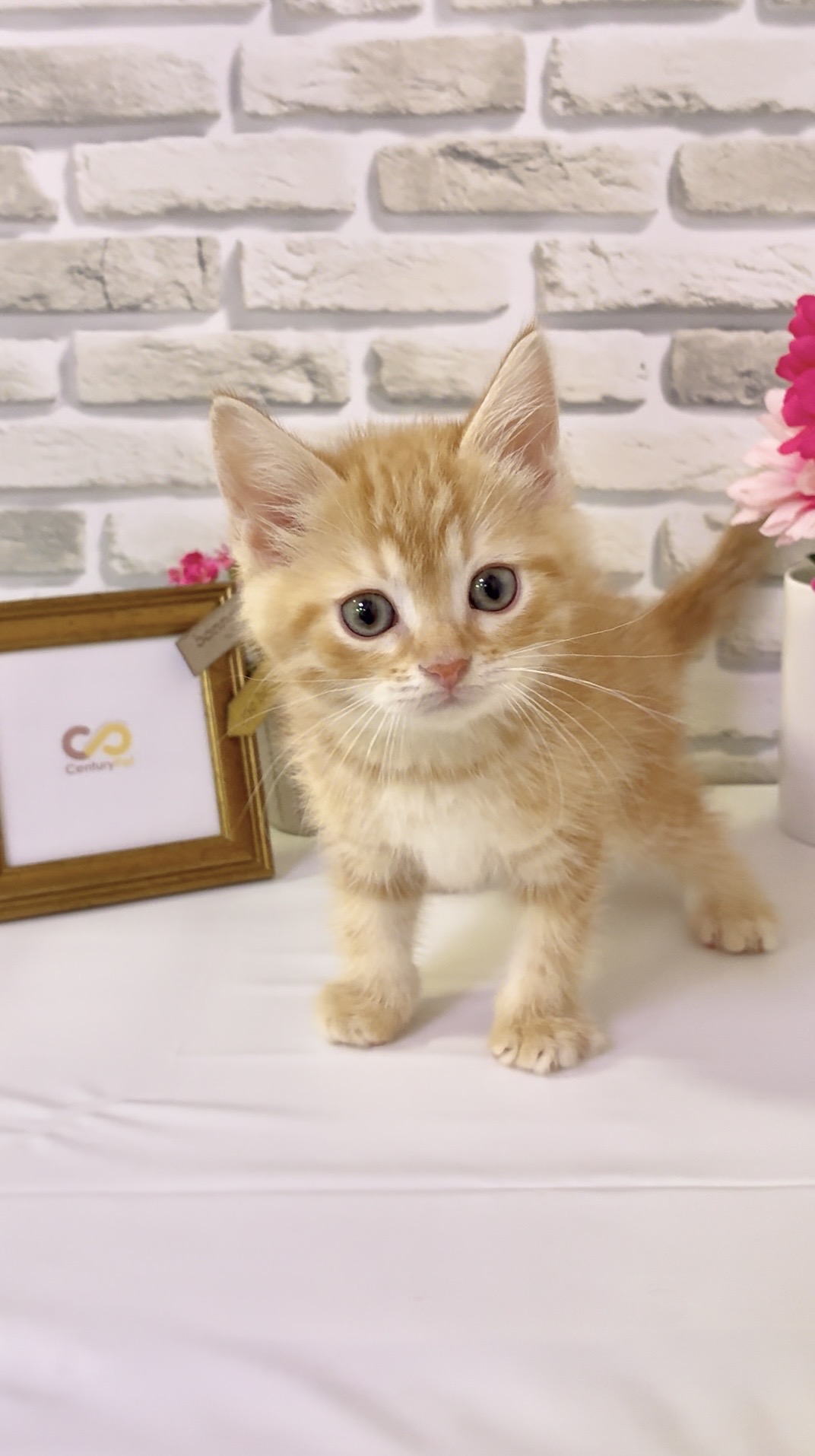 東京都のハーフ猫・ミックス猫 (センチュリーペットイオン葛西店/2026年3月13日生まれ/男の子/その他色)の子猫の3枚目の画像