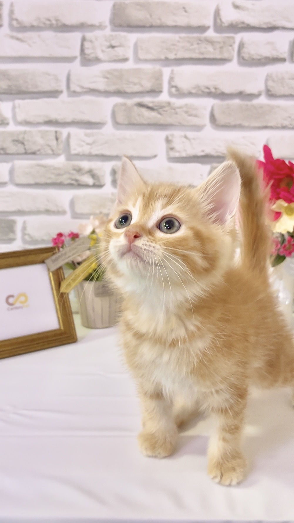 東京都のハーフ猫・ミックス猫 (センチュリーペットイオン葛西店/2026年3月13日生まれ/男の子/その他色)の子猫の4枚目の画像