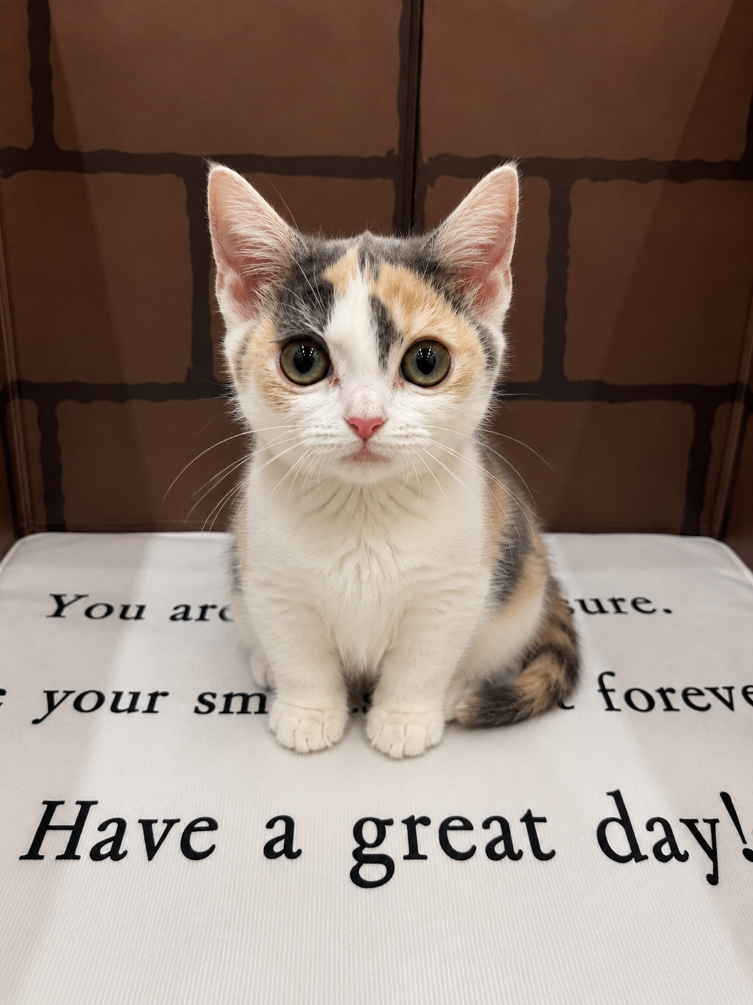 大阪府のマンチカン (センチュリーペットそよら古川橋駅前店/2026年3月9日生まれ/女の子/ダイリュートキャリコ)の子猫