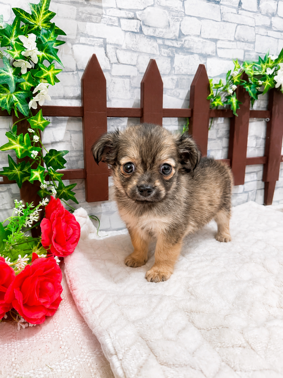 千葉県のハーフ犬・ミックス犬 (センチュリーペット新浦安店/2026年3月17日生まれ/男の子/その他色)の子犬の1枚目の画像