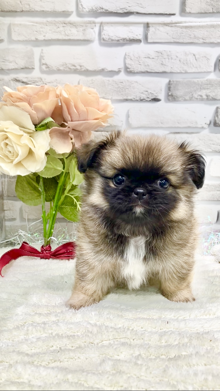 東京都のハーフ犬・ミックス犬 (センチュリーペット瑞江店/2026年3月19日生まれ/男の子/その他色)の子犬の1枚目の画像
