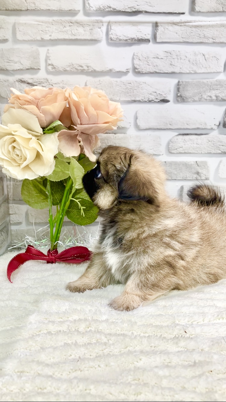 東京都のハーフ犬・ミックス犬 (センチュリーペット瑞江店/2026年3月19日生まれ/男の子/その他色)の子犬の2枚目の画像