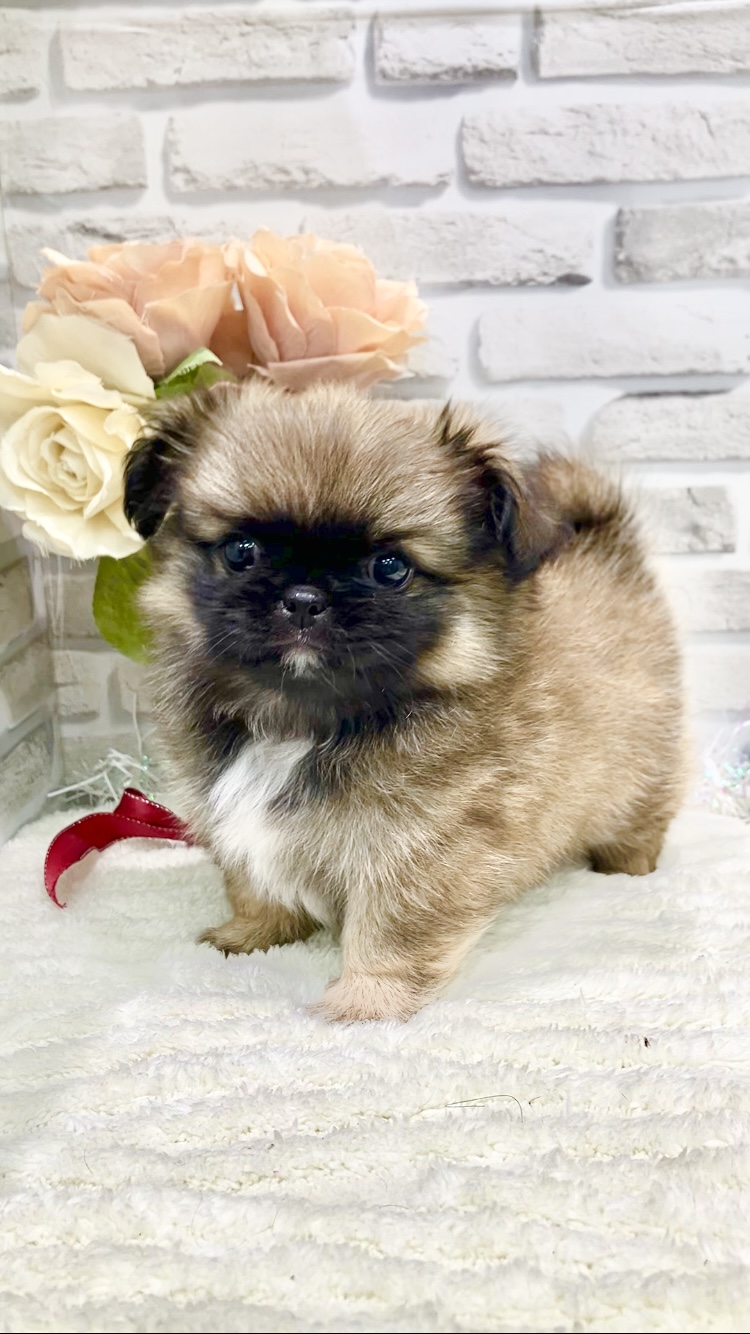 東京都のハーフ犬・ミックス犬 (センチュリーペット瑞江店/2026年3月19日生まれ/男の子/その他色)の子犬の3枚目の画像