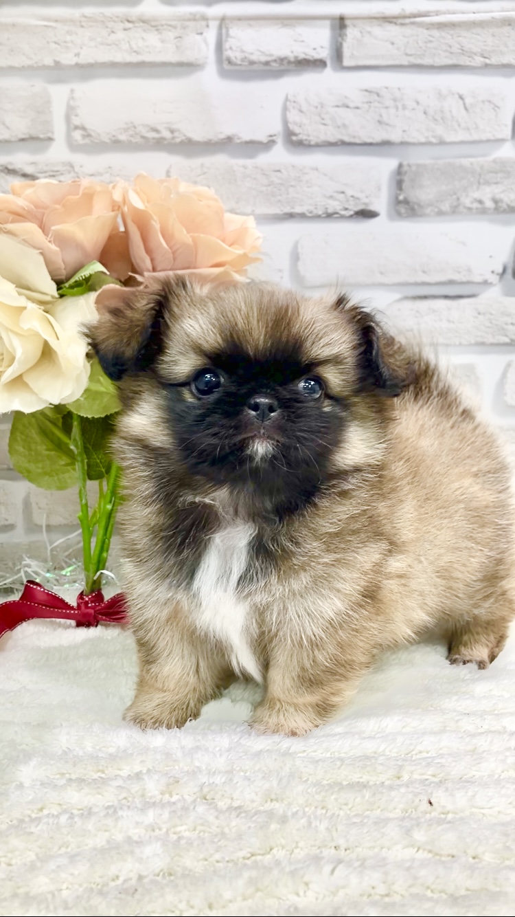 東京都のハーフ犬・ミックス犬 (センチュリーペット瑞江店/2026年3月19日生まれ/男の子/その他色)の子犬の4枚目の画像