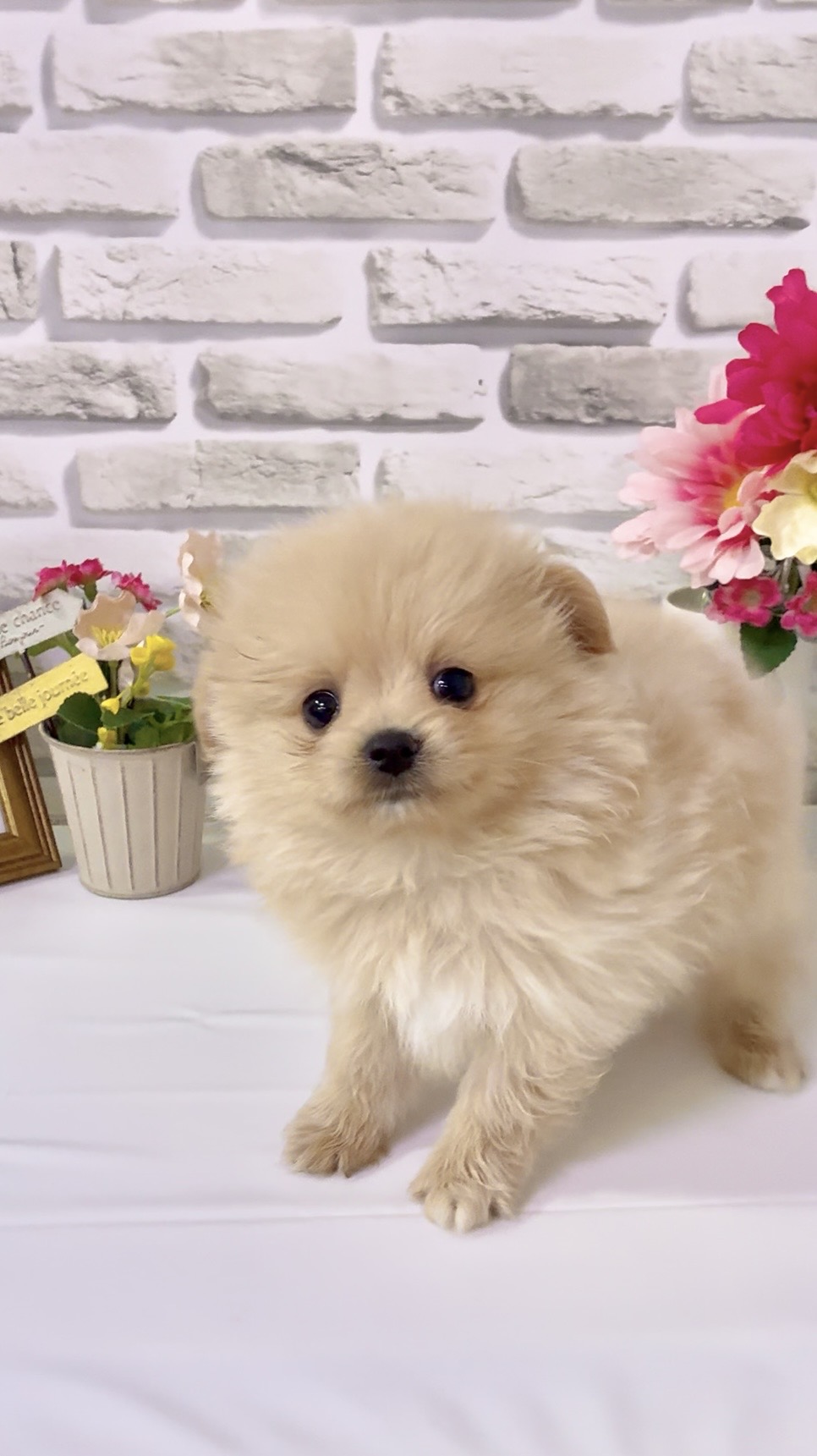 東京都のハーフ犬・ミックス犬 (センチュリーペットイオン葛西店/2026年3月18日生まれ/女の子/その他色)の子犬の1枚目の画像