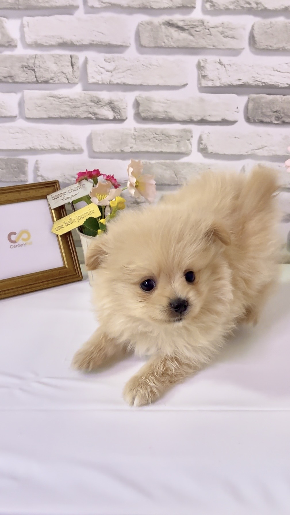 東京都のハーフ犬・ミックス犬 (センチュリーペットイオン葛西店/2026年3月18日生まれ/女の子/その他色)の子犬の2枚目の画像