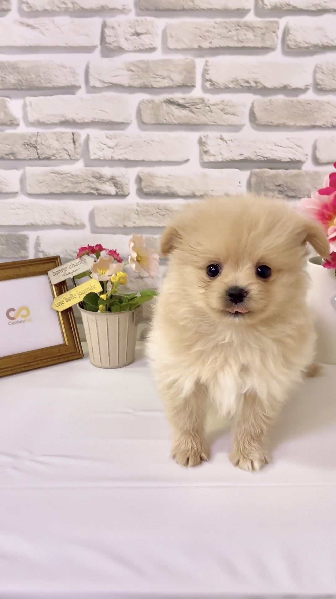 東京都のハーフ犬・ミックス犬 (センチュリーペットイオン葛西店/2026年3月18日生まれ/女の子/その他色)の子犬の3枚目の画像