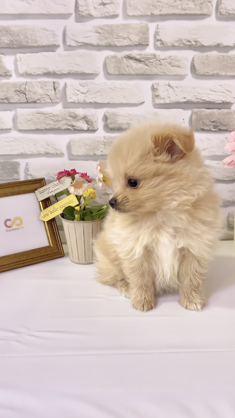 東京都のハーフ犬・ミックス犬 (センチュリーペットイオン葛西店/2026年3月18日生まれ/女の子/その他色)の子犬の4枚目の画像