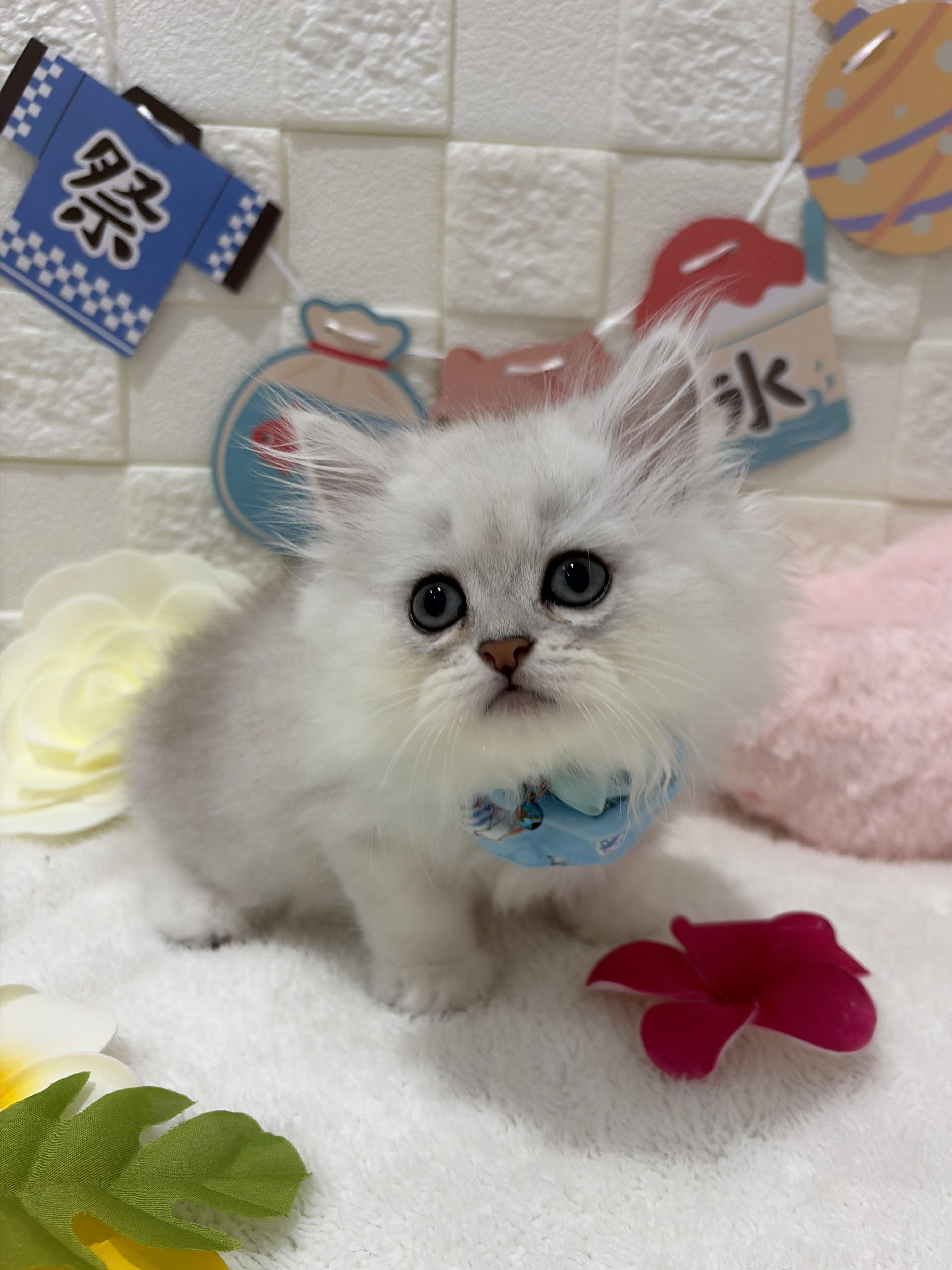 千葉県のペルシャ (センチュリーペット津田沼店/2026年3月28日生まれ/男の子/チンチラシルバー)の子猫の2枚目の画像