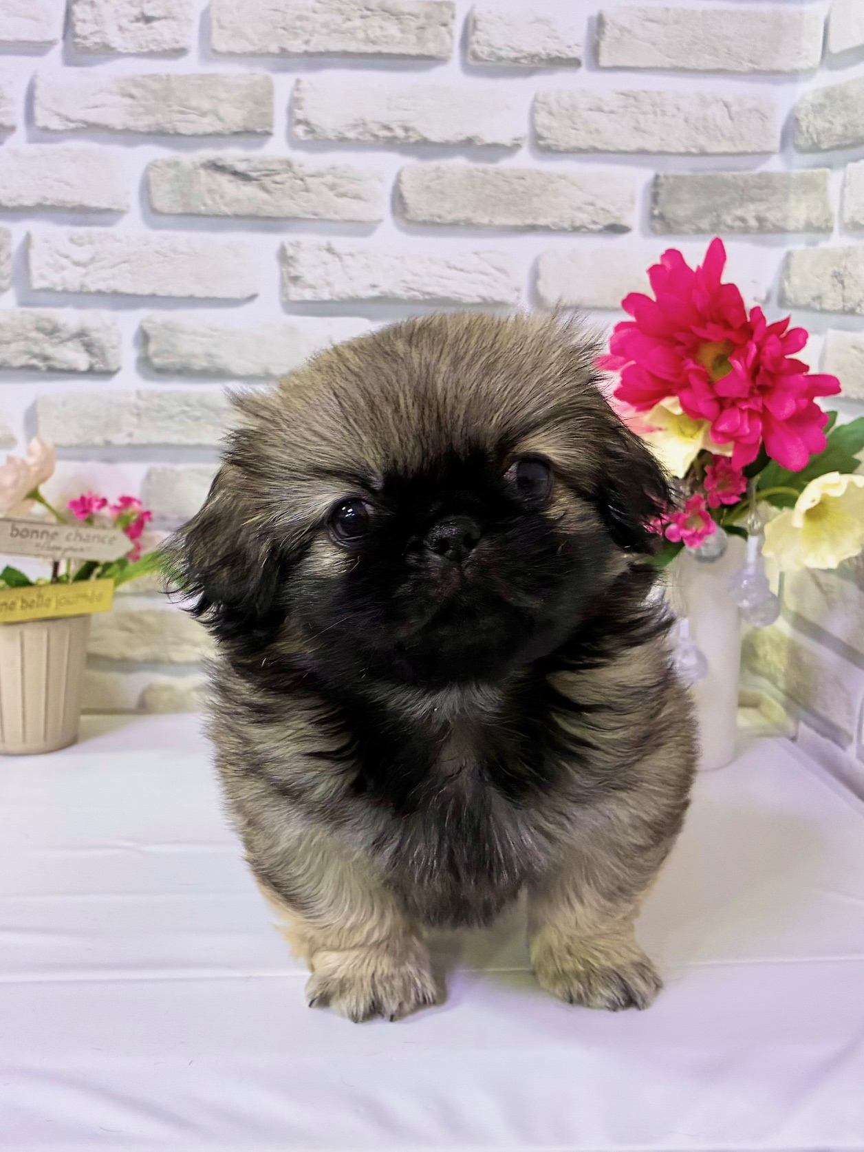 東京都のペキニーズ (センチュリーペットイオン葛西店/2026年3月23日生まれ/女の子/フォーン)の子犬