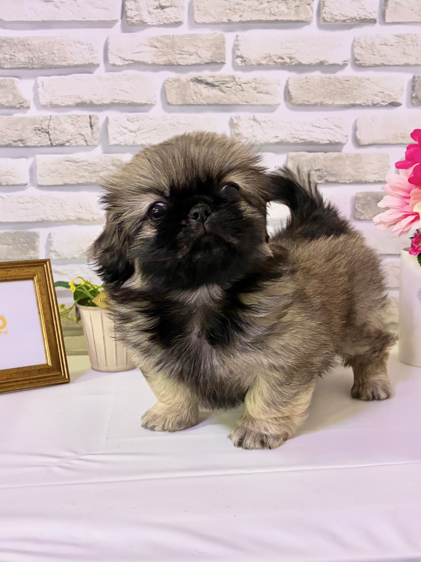 東京都のペキニーズ (センチュリーペットイオン葛西店/2026年3月23日生まれ/女の子/フォーン)の子犬の2枚目の画像