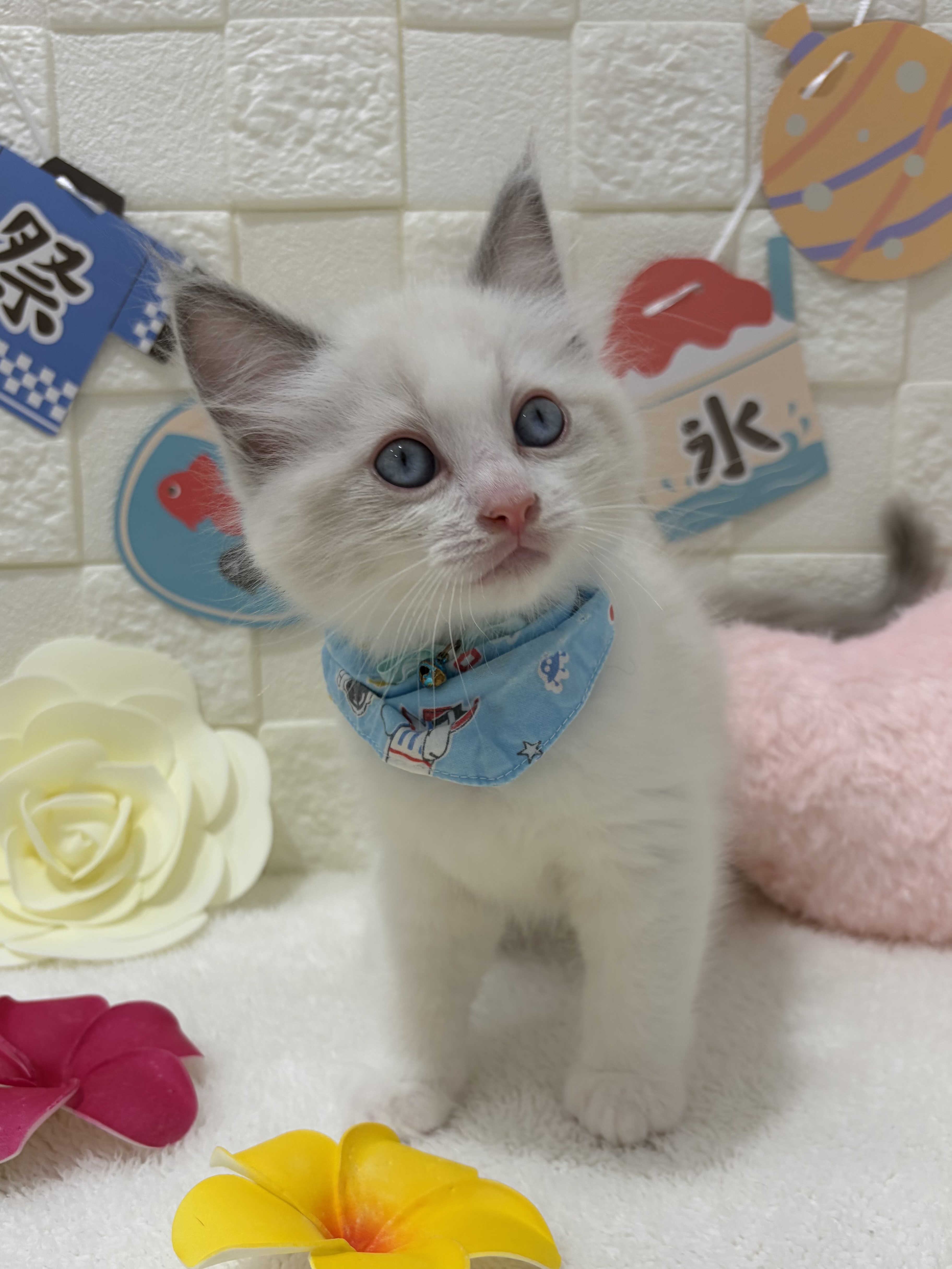 千葉県のラグドール (センチュリーペット津田沼店/2026年4月2日生まれ/男の子/ブルーポイントバイカラー)の子猫の3枚目の画像
