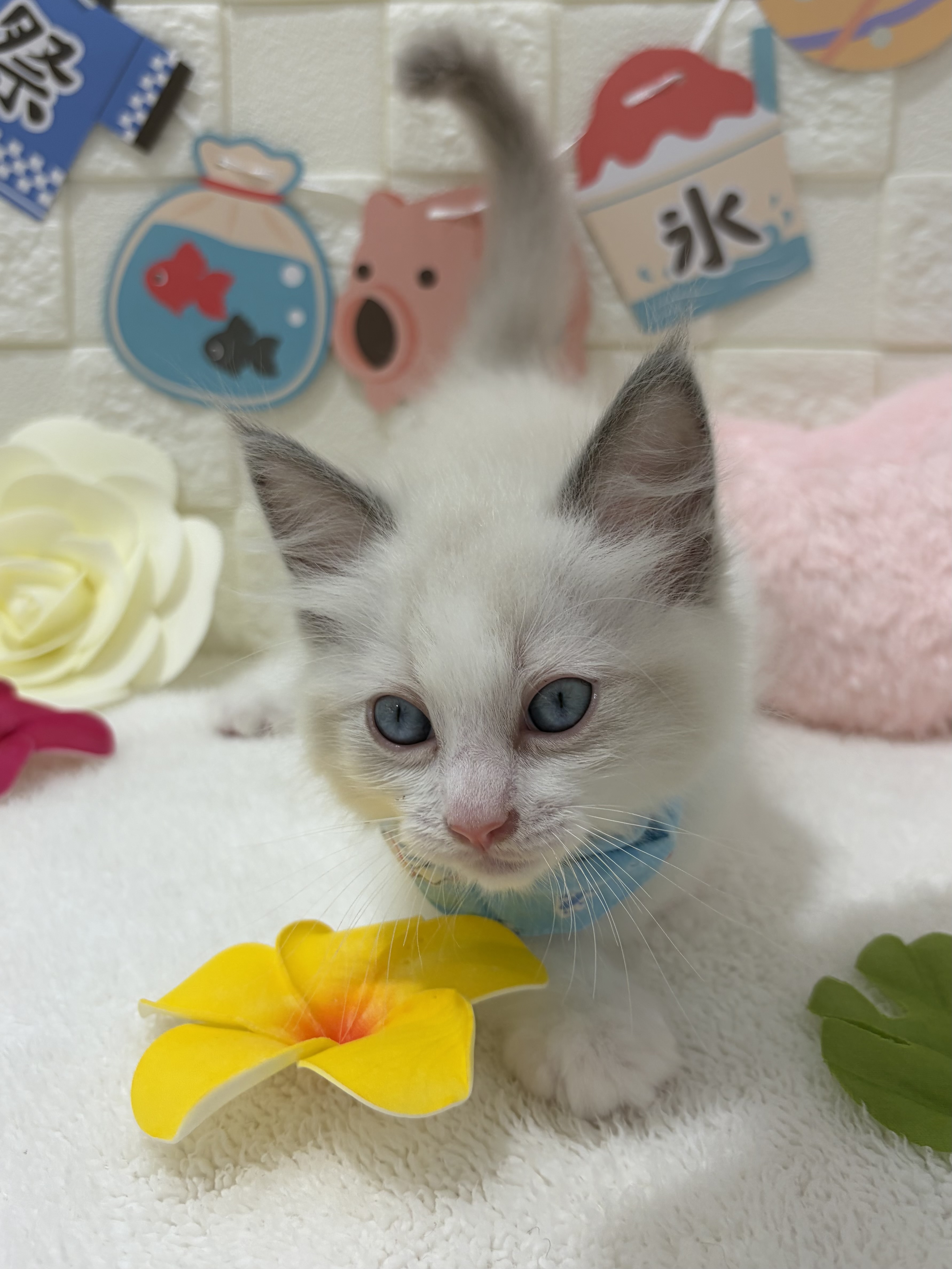 千葉県のラグドール (センチュリーペット津田沼店/2026年4月2日生まれ/男の子/ブルーポイントバイカラー)の子猫の4枚目の画像