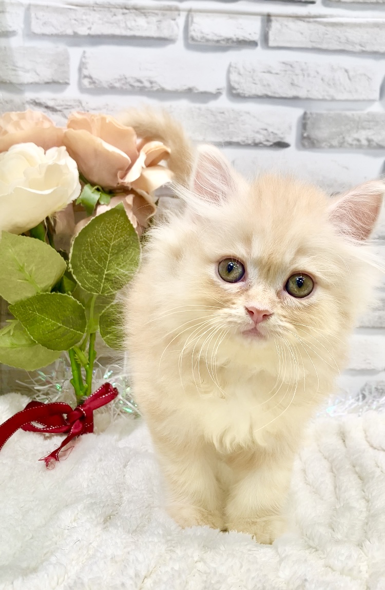 東京都のミヌエット (センチュリーペット瑞江店/2026年3月26日生まれ/男の子/レッドタビー)の子猫の1枚目の画像