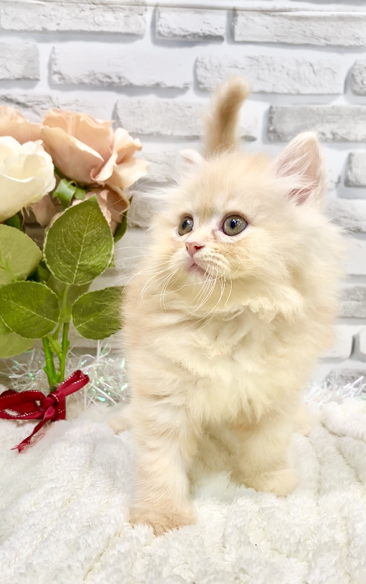 東京都のミヌエット (センチュリーペット瑞江店/2026年3月26日生まれ/男の子/レッドタビー)の子猫の2枚目の画像