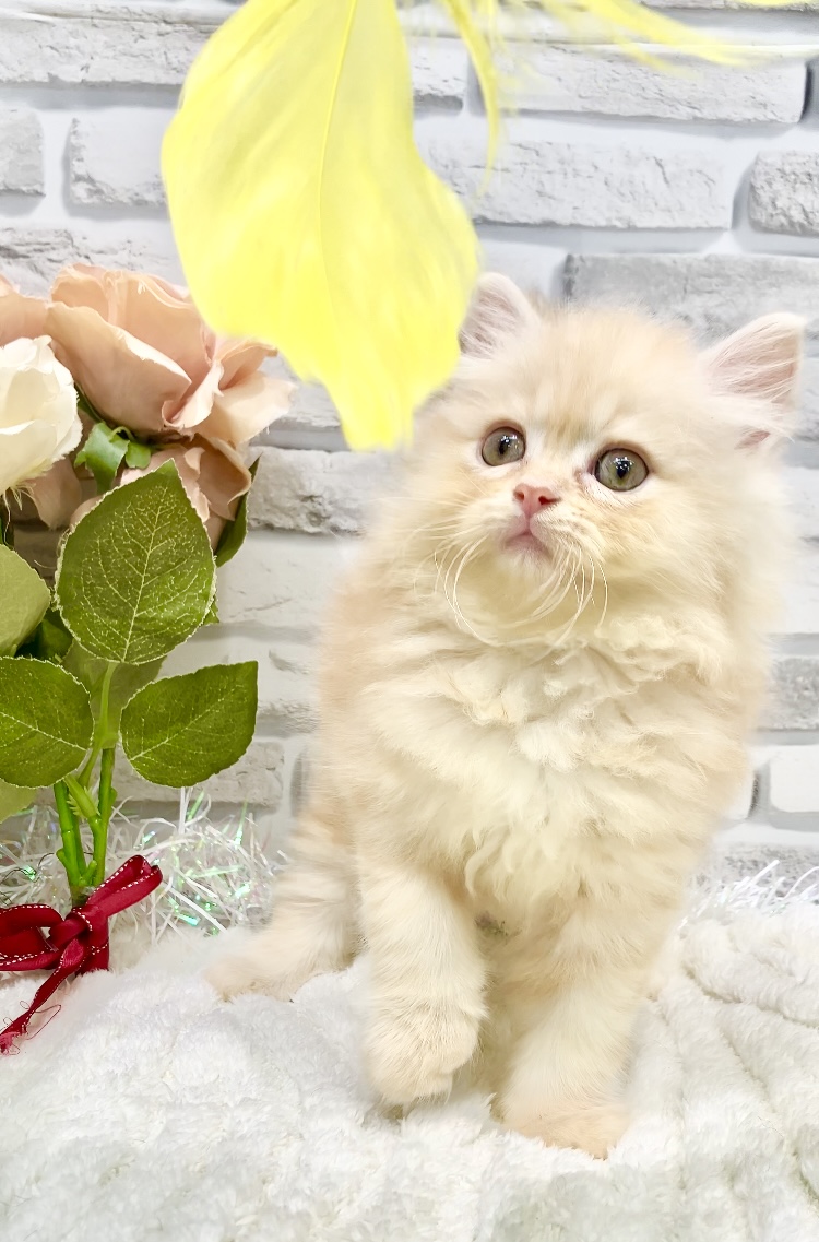 東京都のミヌエット (センチュリーペット瑞江店/2026年3月26日生まれ/男の子/レッドタビー)の子猫の3枚目の画像