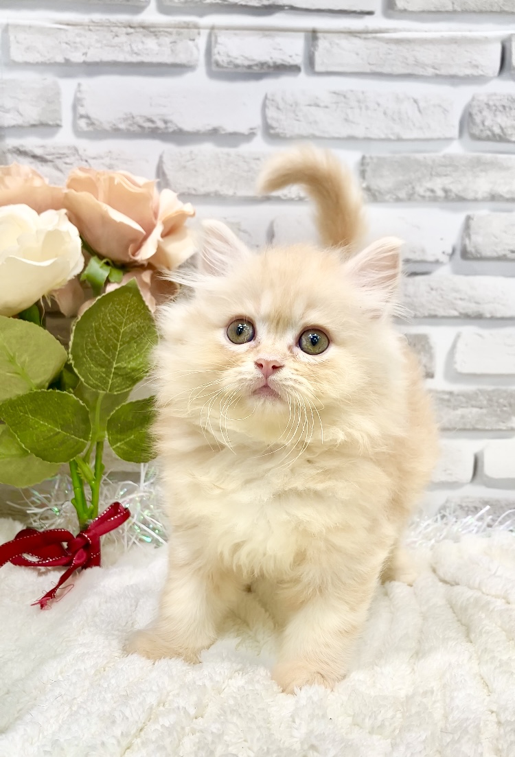 東京都のミヌエット (センチュリーペット瑞江店/2026年3月26日生まれ/男の子/レッドタビー)の子猫の4枚目の画像