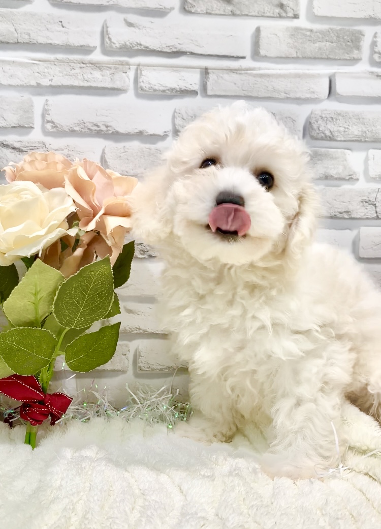 東京都のビションフリーゼ (センチュリーペット瑞江店/2026年3月17日生まれ/男の子/ホワイト)の子犬の1枚目の画像