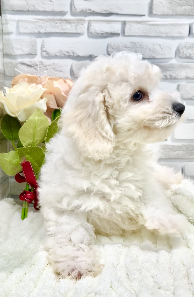 東京都のビションフリーゼ (センチュリーペット瑞江店/2026年3月17日生まれ/男の子/ホワイト)の子犬の2枚目の画像