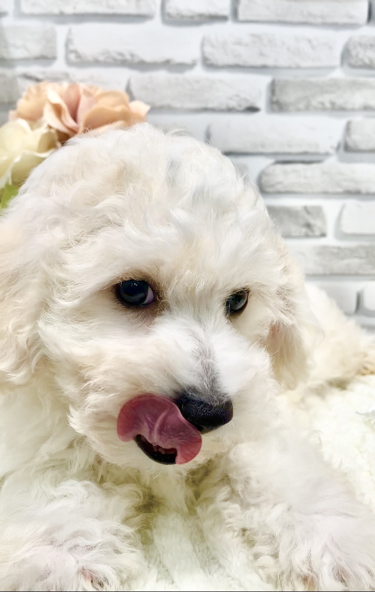 東京都のビションフリーゼ (センチュリーペット瑞江店/2026年3月17日生まれ/男の子/ホワイト)の子犬の3枚目の画像