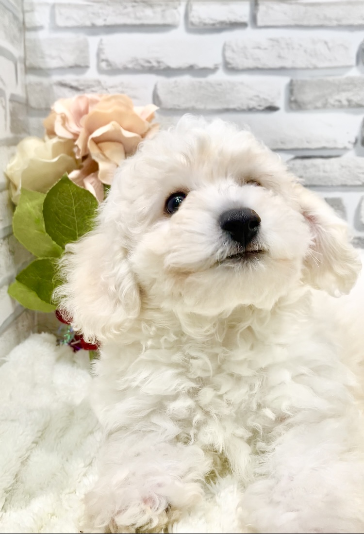 東京都のビションフリーゼ (センチュリーペット瑞江店/2026年3月17日生まれ/男の子/ホワイト)の子犬の4枚目の画像