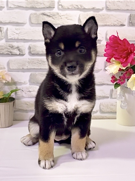 東京都の豆柴 (センチュリーペットイオン葛西店/2026年4月3日生まれ/女の子/黒)の子犬の1枚目の画像