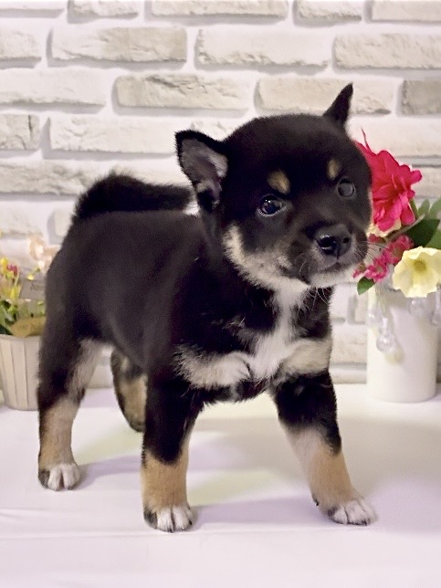 東京都の豆柴 (センチュリーペットイオン葛西店/2026年4月3日生まれ/女の子/黒)の子犬の2枚目の画像