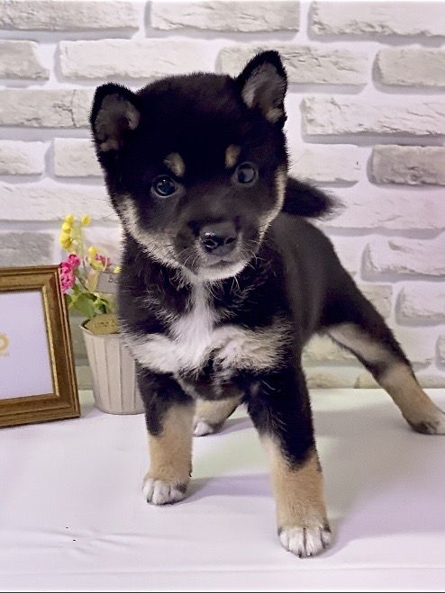 東京都の豆柴 (センチュリーペットイオン葛西店/2026年4月3日生まれ/女の子/黒)の子犬の3枚目の画像