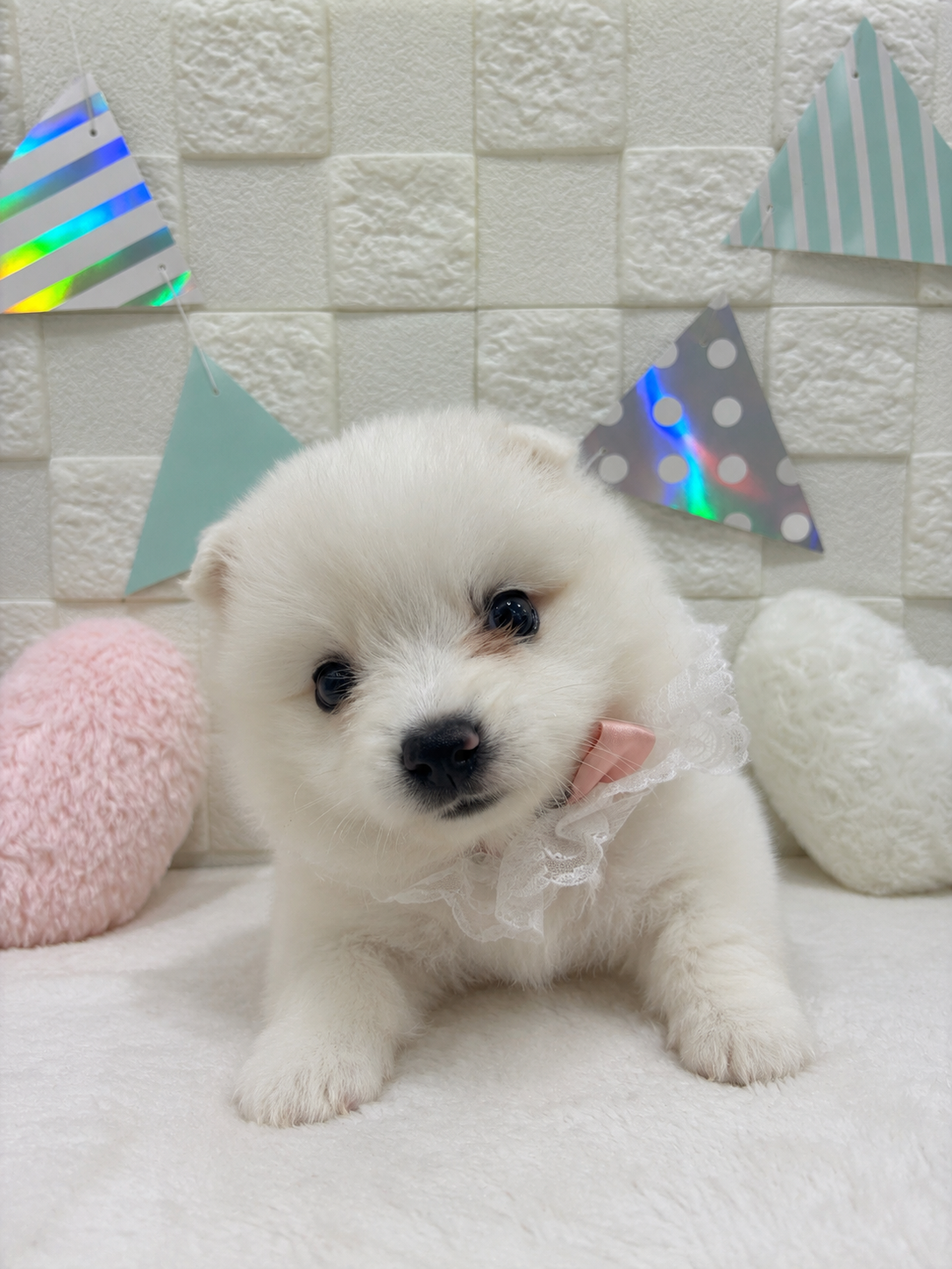 千葉県のハーフ犬・ミックス犬 (センチュリーペット津田沼店/2026年4月4日生まれ/女の子/その他色)の子犬の1枚目の画像