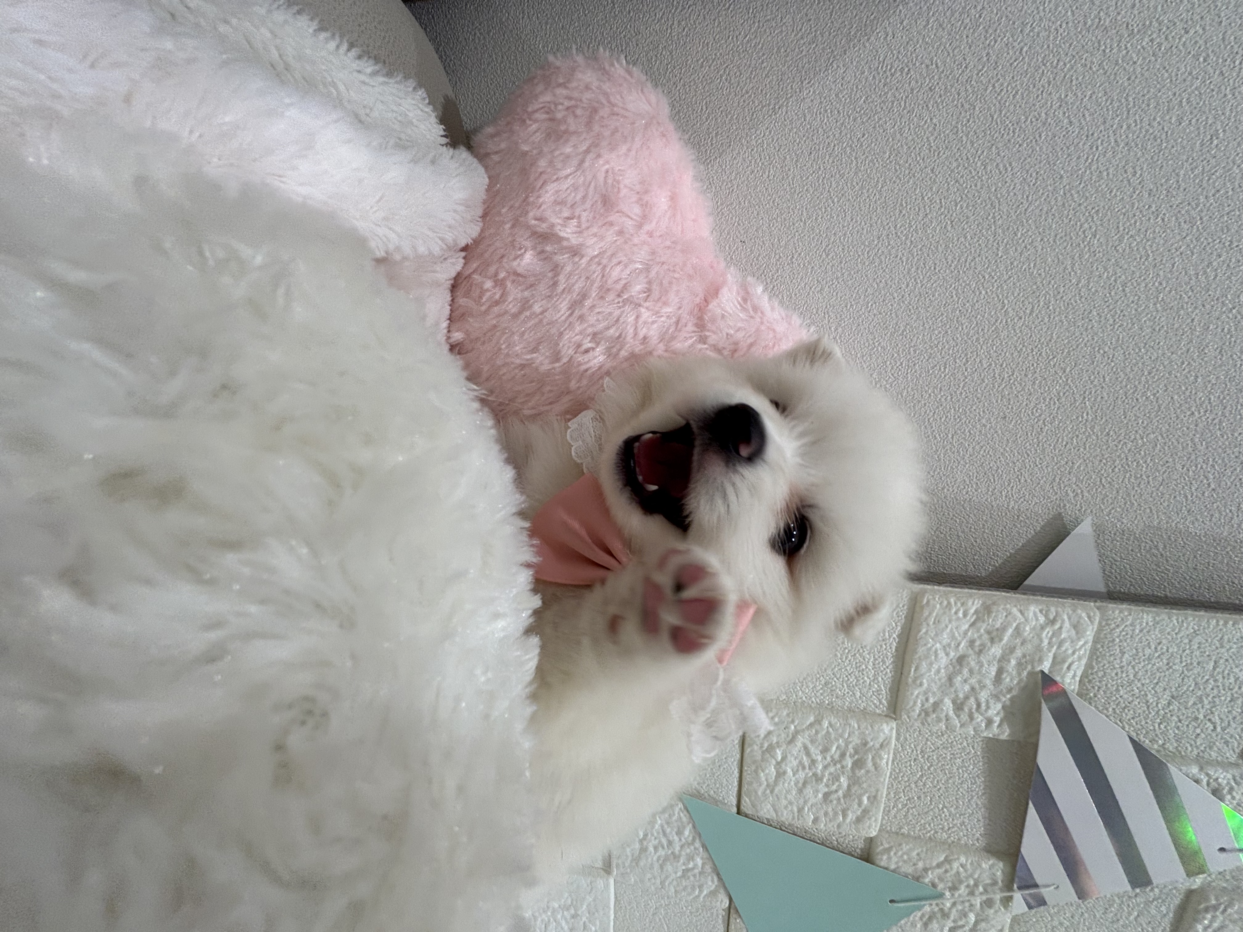 千葉県のハーフ犬・ミックス犬 (センチュリーペット津田沼店/2026年4月4日生まれ/女の子/その他色)の子犬の2枚目の画像