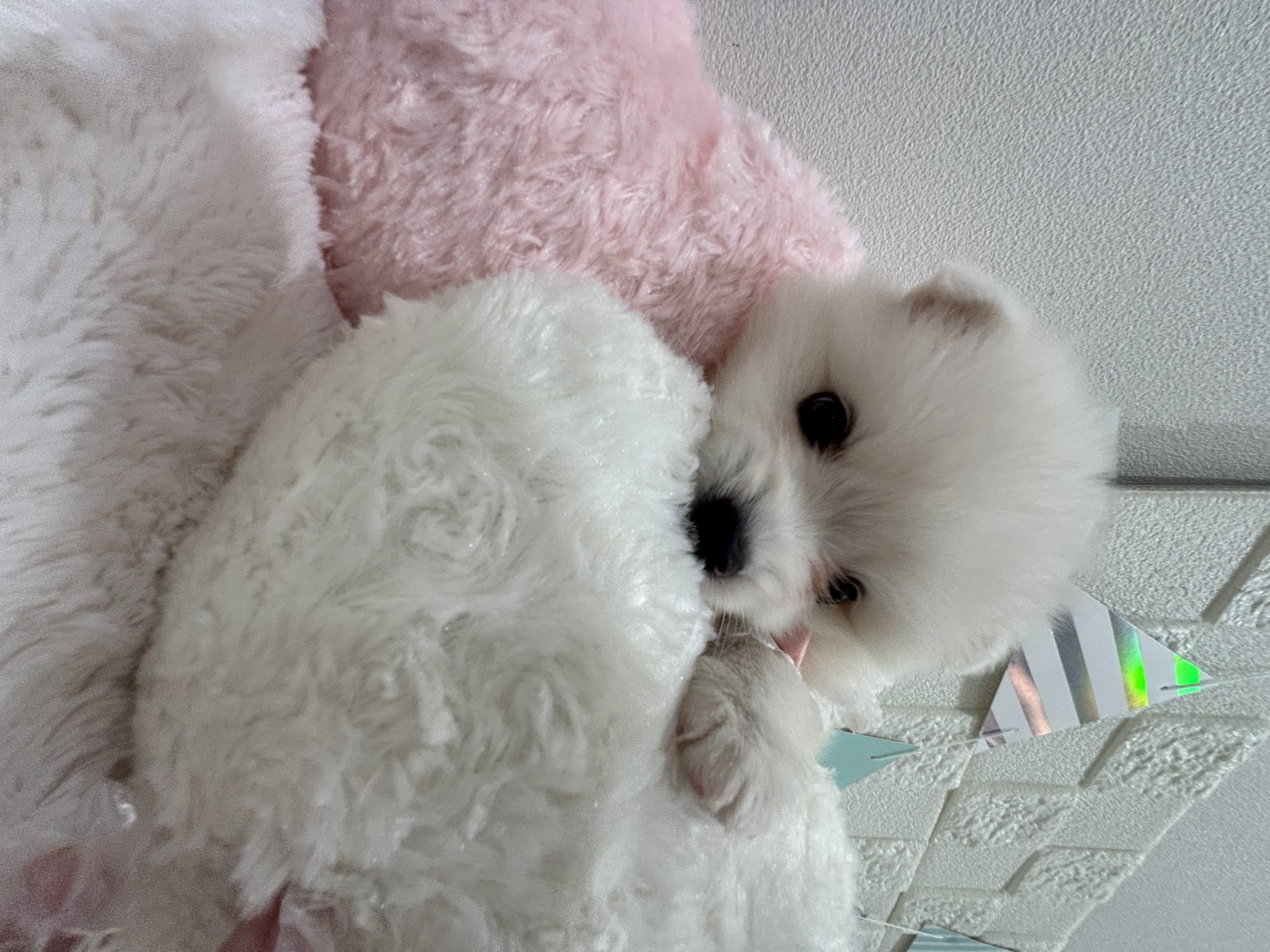 千葉県のハーフ犬・ミックス犬 (センチュリーペット津田沼店/2026年4月4日生まれ/女の子/その他色)の子犬の3枚目の画像