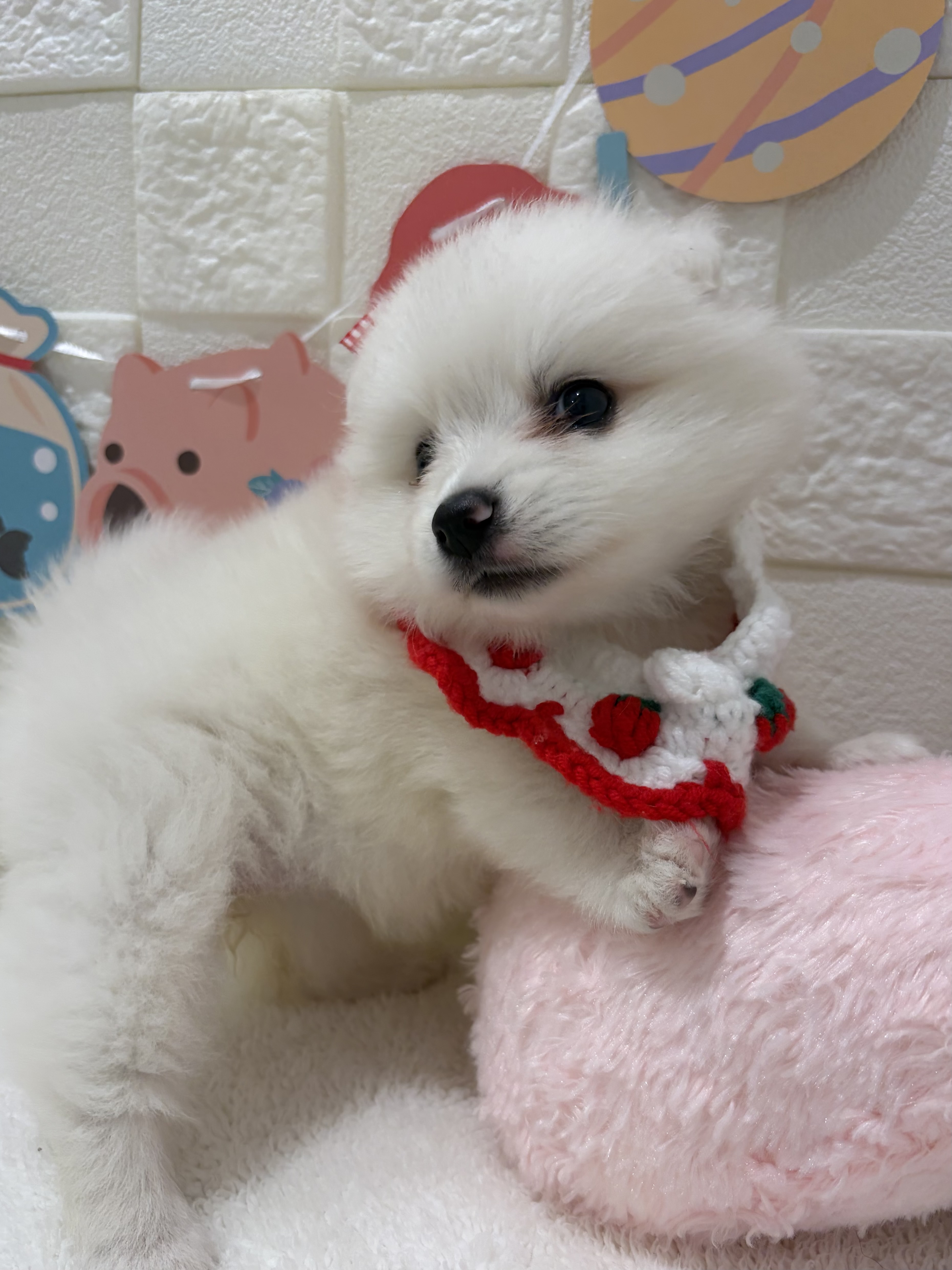千葉県のハーフ犬・ミックス犬 (センチュリーペット津田沼店/2026年4月4日生まれ/女の子/その他色)の子犬の4枚目の画像